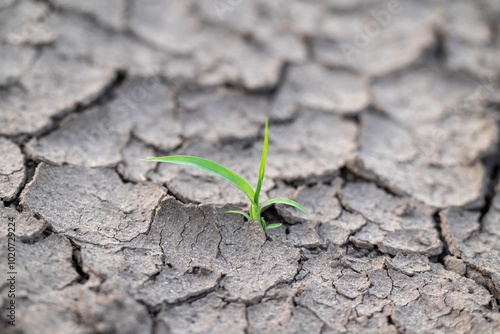 Plant growing in dried cracked soil. Strong plant growing in unfavorable waterless place, overcome difficulties, do impossible concept photo