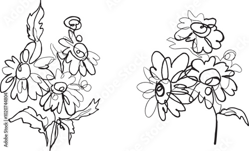hand drawn chamomile drawing. black and white vector illustration.