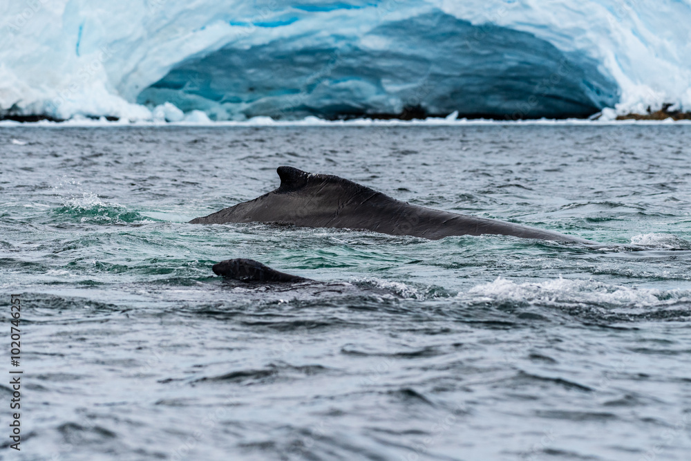 Fototapeta premium Close-up of the back and dorsal fin of a diving humpback whale -Megaptera novaeangliae. Image taken in the Graham passage, near Charlotte Bay, Antarctic Peninsula