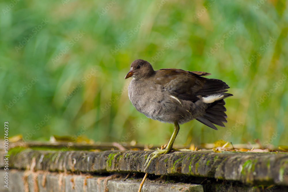 young common moorhen on a sunny day close-up young common moorhen on a sunny day close-up