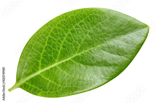 Wallpaper Mural Nut leaf isolated on white background with clipping path. Nut leaves macro studio photo Torontodigital.ca