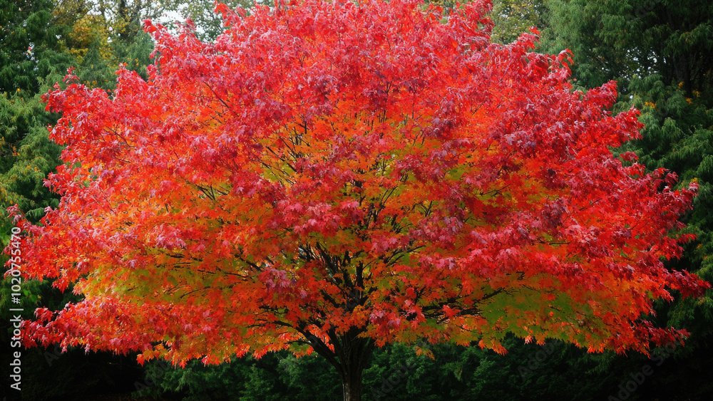 Bright Autumn Tree with Red and Orange Leaves Against Blue Sky Bright Autumn Tree with Red and Orange Leaves Against Blue Sky
