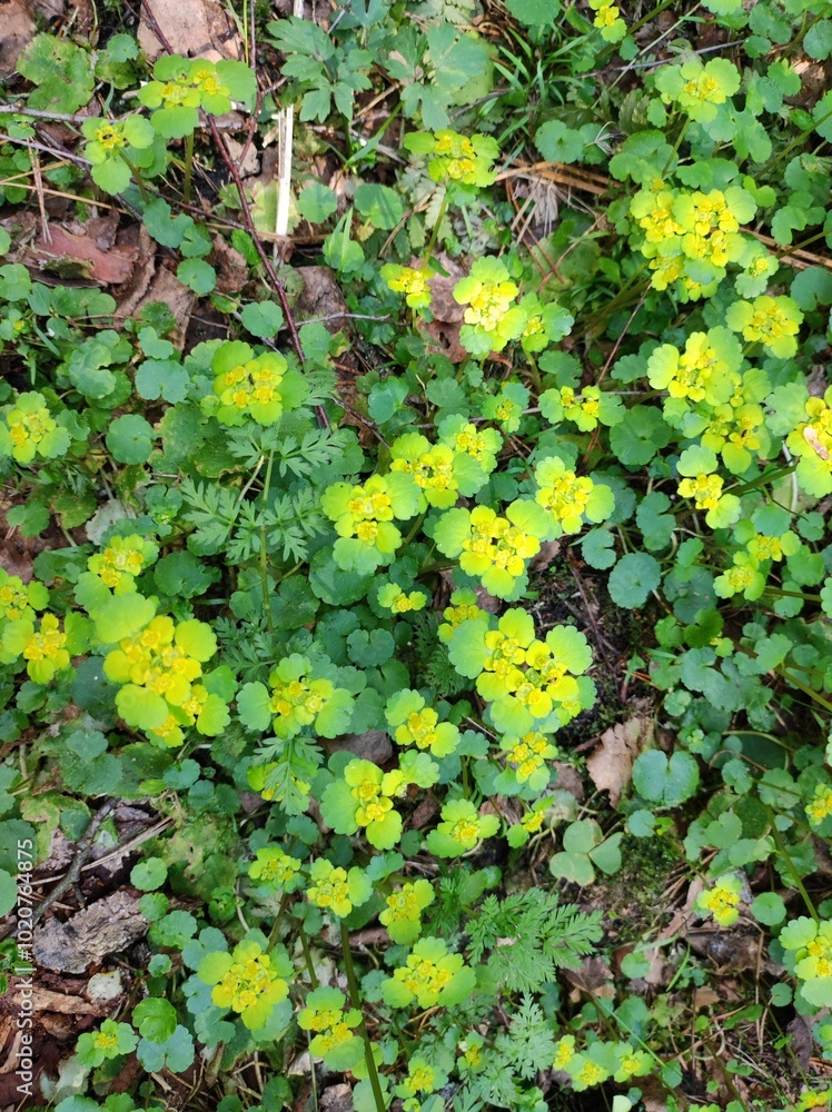 green flowers in the forest