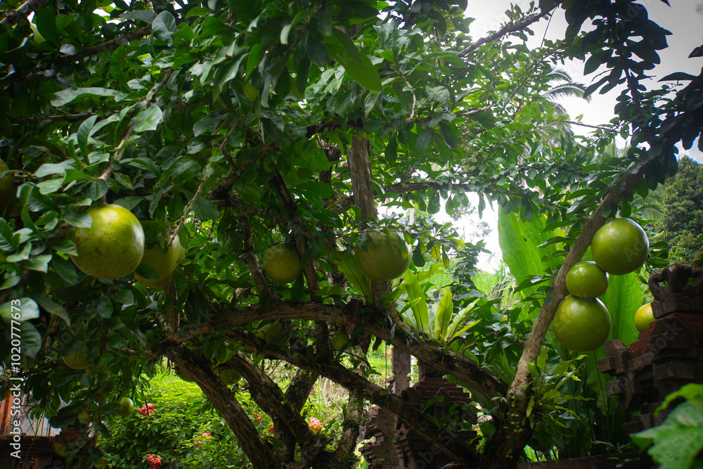 Berenuk fruit (Crescentia cujete L.) is bearing heavy fruit with a close view. Berenuk fruit (Crescentia cujete L.) is bearing heavy fruit with a close view.