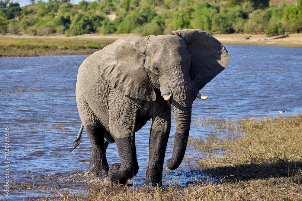 Fototapeta premium Majesty in the wild. There’s nothing quite like witnessing the gentle strength and wisdom of an elephant in its natural home. Every wrinkle tells a story, every step is a reminder of the power