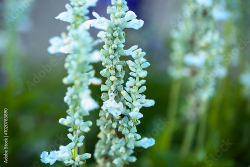 salvia farinacea in flowerbed, popular as cut flower