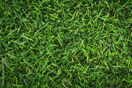 Lush Green Grass Blades Close-Up