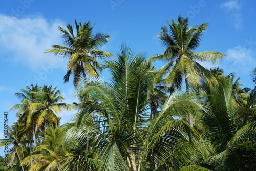 Coconut tree..
