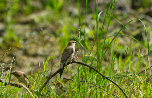 The Indian Silverbill or White-throated Munia found in grassland of Porbandar Gujarat India photo