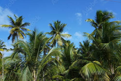 Coconut trees on blue sky background