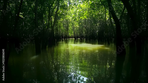 Pond in deep green Forest 