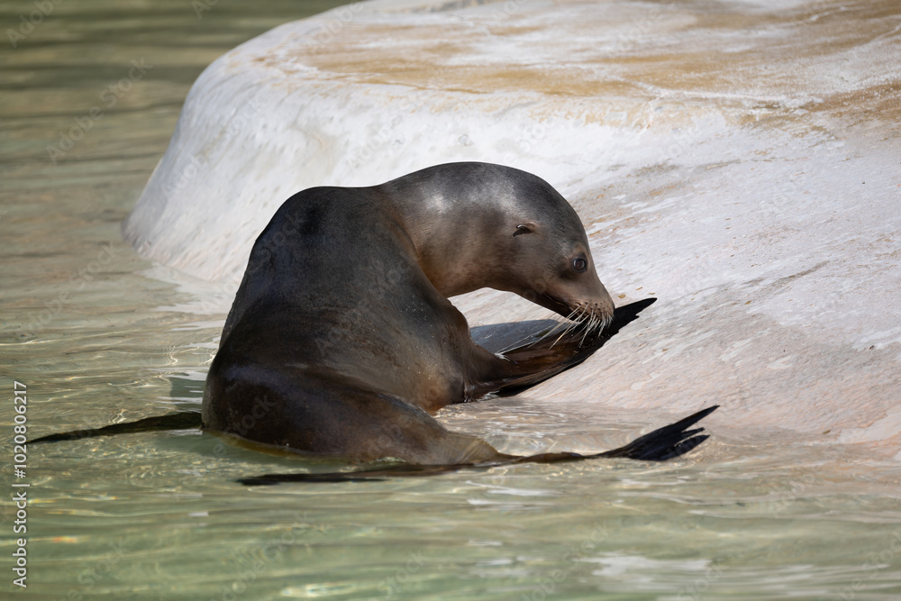 Fototapeta premium fur seal on the shore, selective focus