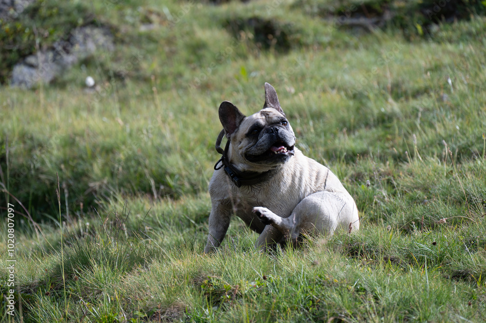 Fototapeta premium Due cani che giocano in montagna, sul Passo della Novena in Svizzera, in mese di settembre.