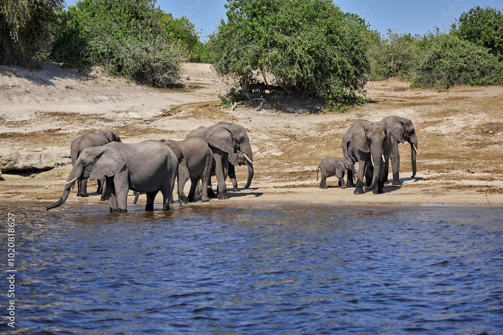 Obraz premium Witness the awe-inspiring beauty of elephants roaming freely in their natural habitat at Chobe National Park. This sanctuary is home to one of the largest elephant populations in Africa.