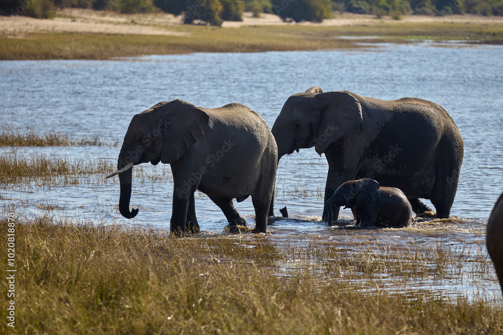 Fototapeta premium Witness the awe-inspiring beauty of elephants roaming freely in their natural habitat at Chobe National Park. This sanctuary is home to one of the largest elephant populations in Africa.
