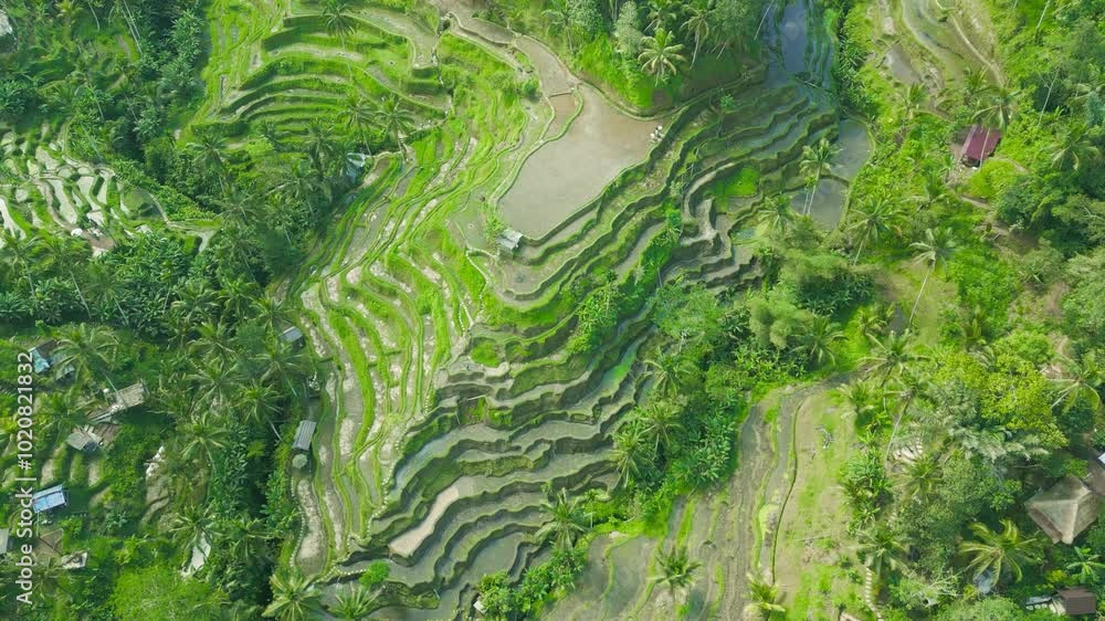 Aerial view of lush green Tegallalang rice terraces in Bali, showcasing the intricate patterns of rice paddies and vibrant surrounding vegetation. Aerial view of lush green Tegallalang rice terraces in Bali, showcasing the intricate patterns of rice paddies and vibrant surrounding vegetation.
