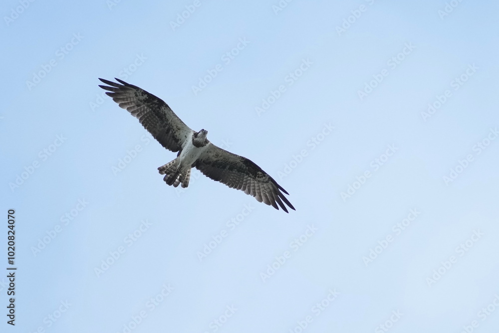 osprey is hunting a fish osprey is hunting a fish