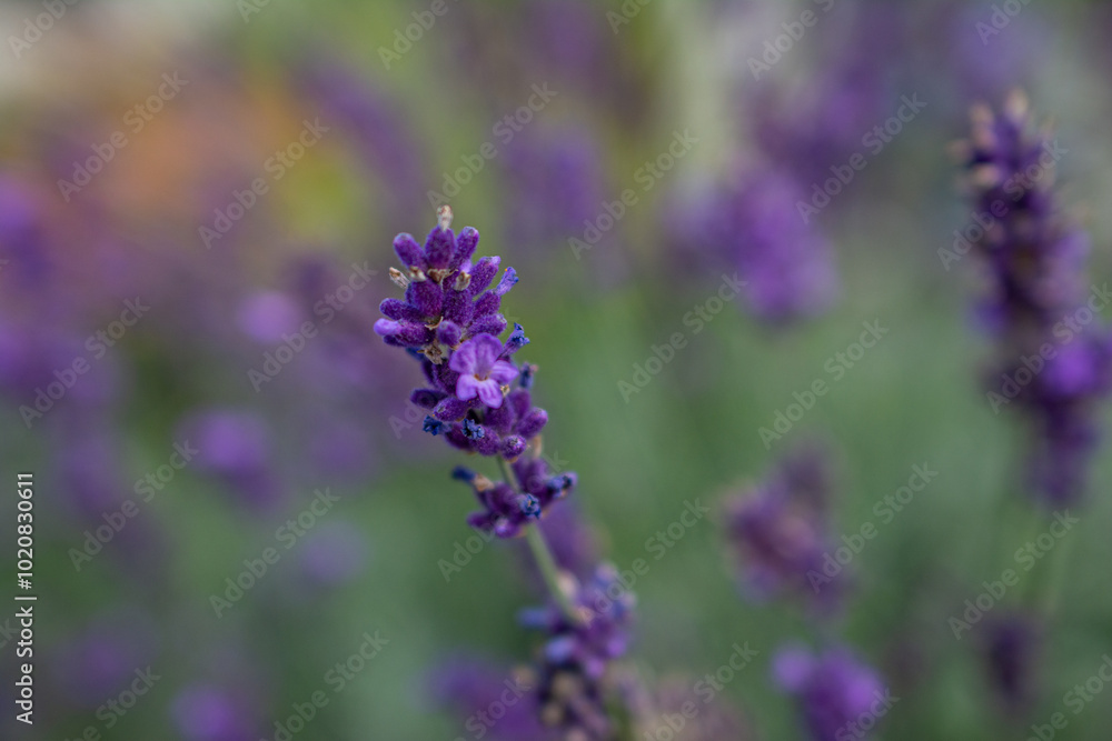 Fototapeta premium Lavander