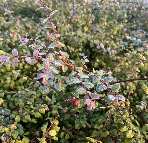 Close-up of green and purple leaves on a bush, covered with dew in the morning light. The delicate texture and colors create a peaceful natural scene.
