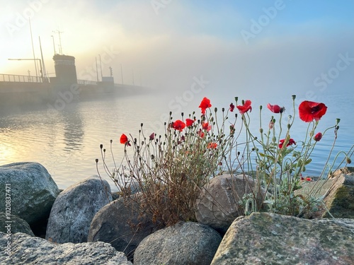 Red poppies blooming on rocky terrain by the water during a misty sunrise. The soft morning light highlights the contrast between the delicate flowers and the urban background shrouded in fog.