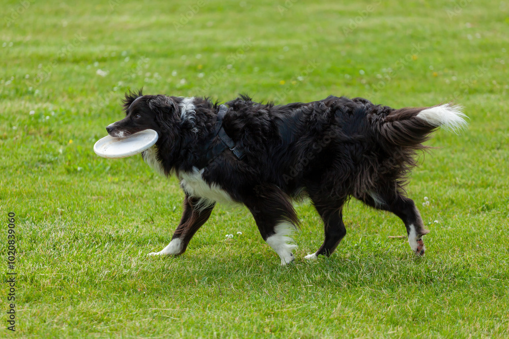 Fototapeta premium Border collie running on grass holding a frisbee