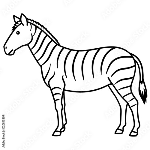 Zebra line art vector illustration  photo