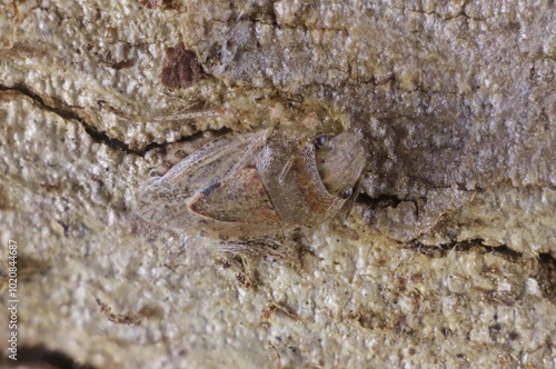 Close-up of Stink Bug Kapunda camouflaged on bark, South Australia photo