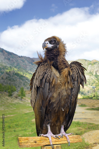Obraz na płótnie Eagle - Gorkhi Terelj National Park in Mongolia w salonie