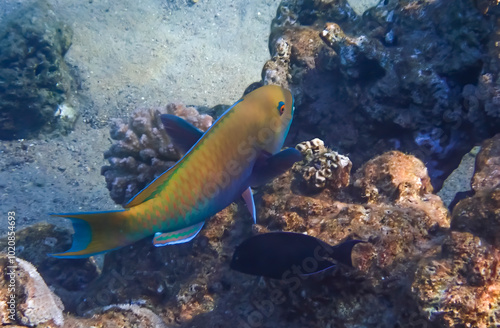 Heavy-beak Parrotfish - Chlorurus gibbus (Scaridae family) has teeth resembli...