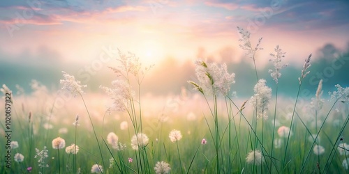 Delicate White Flowers Stand Tall in a Field Bathed in the Soft Glow of a Misty Sunset