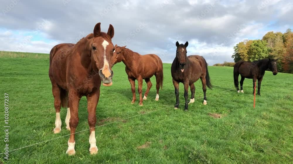 Herd of brown horses standing in a field and yawning, making funny faces, idyllic pasture in the countryside Herd of brown horses standing in a field and yawning, making funny faces, idyllic pasture in the countryside