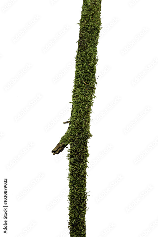 Naklejka premium green moss