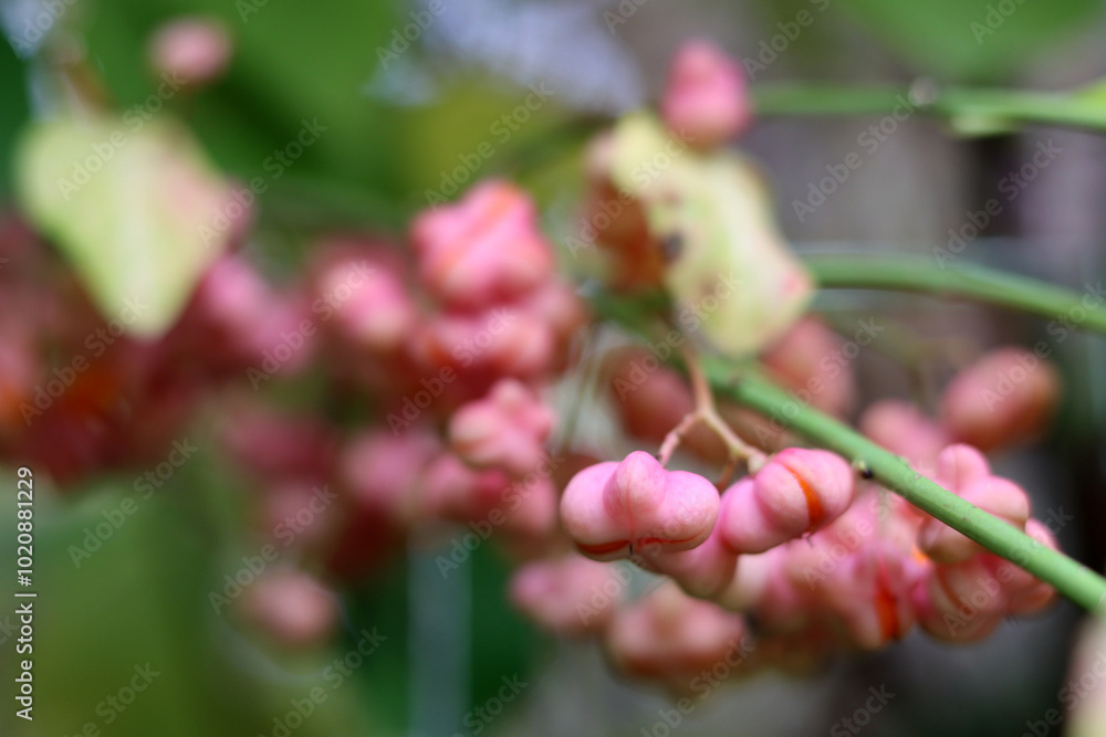 Naklejka premium European spindle close up photo. Flowering plant in autumn garden. Flora of Europe. 