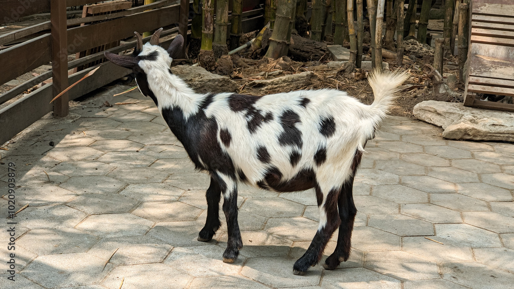 Obraz premium A curious goat with black and white coat, looking over a fence