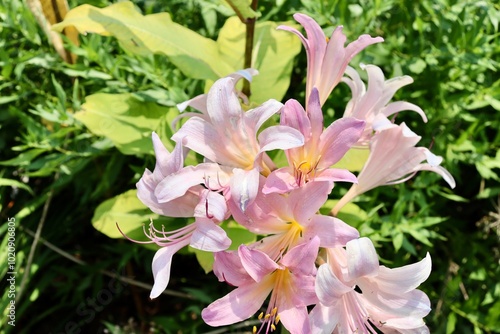 A close view of the pink flowers in the garden.