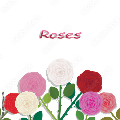 Roses-on-a-white-background,-a-variety-of-colors.Vector-drawing.