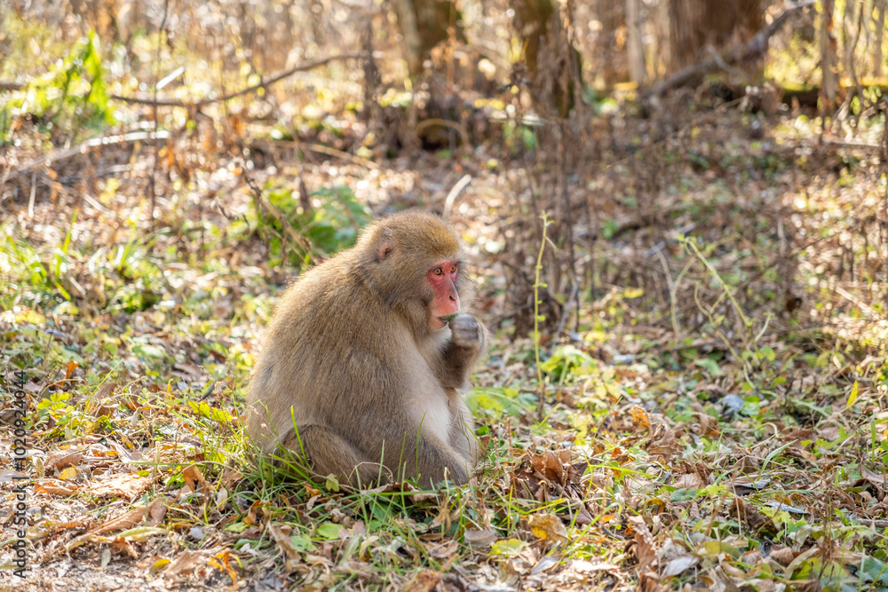 Obraz premium 上高地のニホンザル 長野県松本市安曇中部山岳国立公園