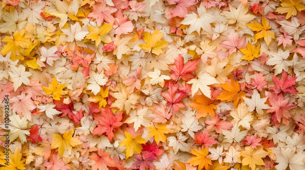Maple Leaves Mixed Fall Colors Background: A background featuring mixed fall colors of maple leaves. Maple Leaves Mixed Fall Colors Background: A background featuring mixed fall colors of maple leaves.