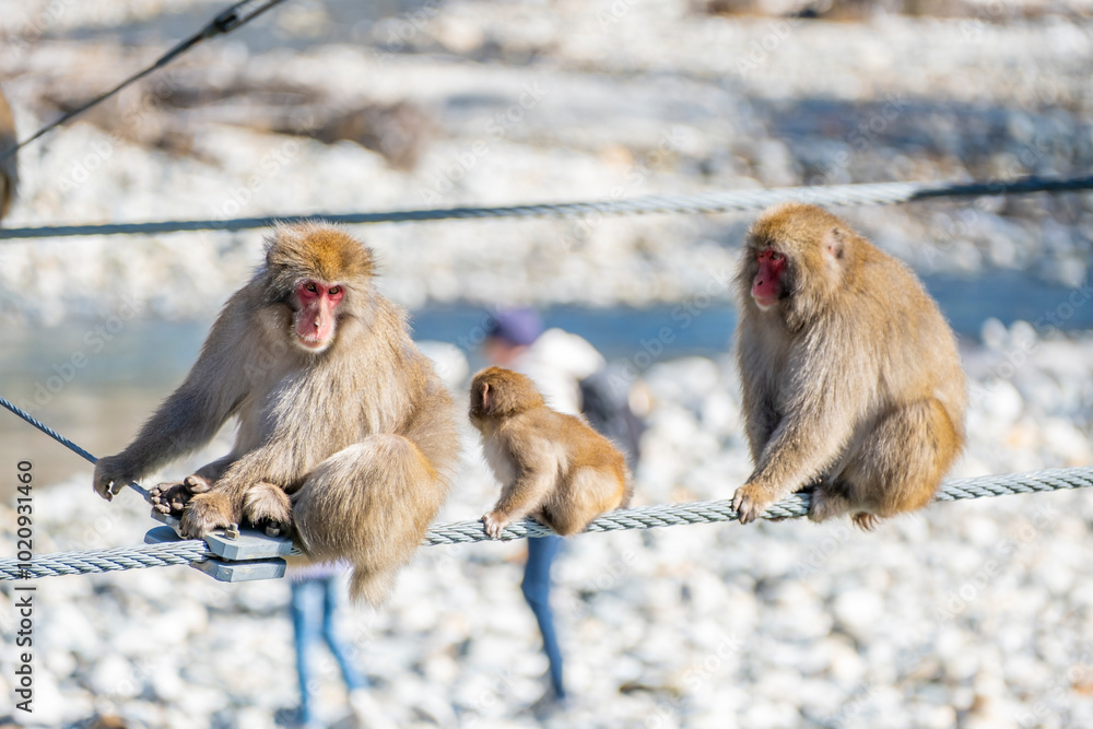 Obraz premium 上高地 ニホンザルの親子 長野県松本市安曇中部山岳国立公園