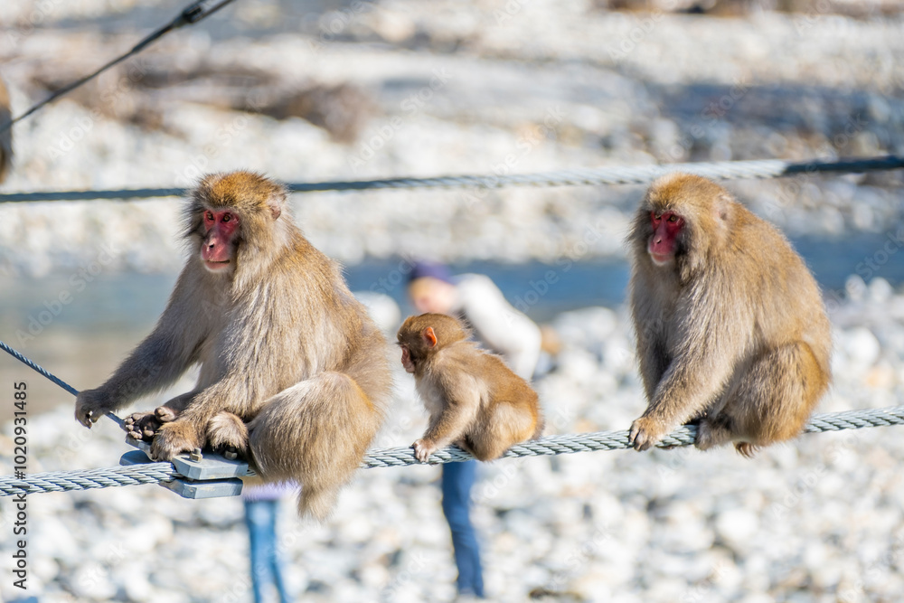 Obraz premium 上高地 ニホンザルの親子 長野県松本市安曇中部山岳国立公園