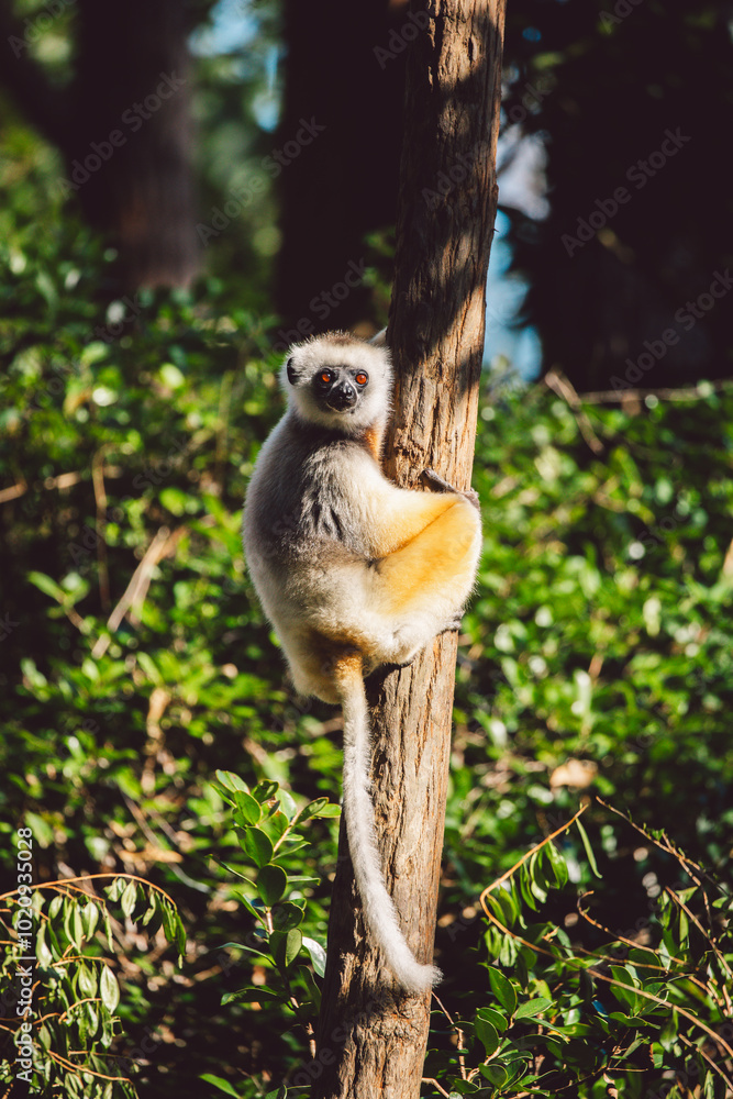 Obraz premium Madagascar - Diademed sifaka lemur on tree