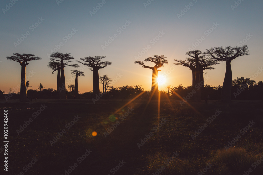 Obraz premium Sunset in the Baobab Alley Madagascar