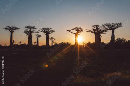Sunset in the Baobab Alley Madagascar