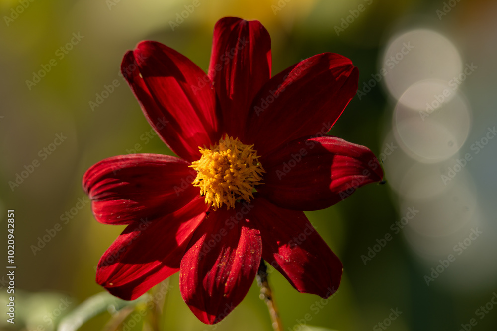 gros plan d'une fleur de dalhia comestible, rouge au coeur jaune, sublimé par un bokeh artistique gros plan d'une fleur de dalhia comestible, rouge au coeur jaune, sublimé par un bokeh artistique
