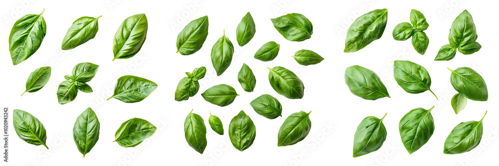 Top view green basil leaves isolated on transparent PNG background ideal for botanical illustrations or nature-themed visuals Top view green basil leaves isolated on transparent PNG background ideal for botanical illustrations or nature-themed visuals