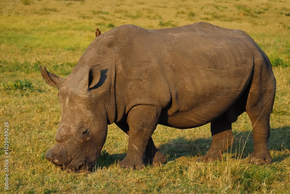 Little pretty bird on top of the young brown Rhino in green open field Little pretty bird on top of the young brown Rhino in green open field