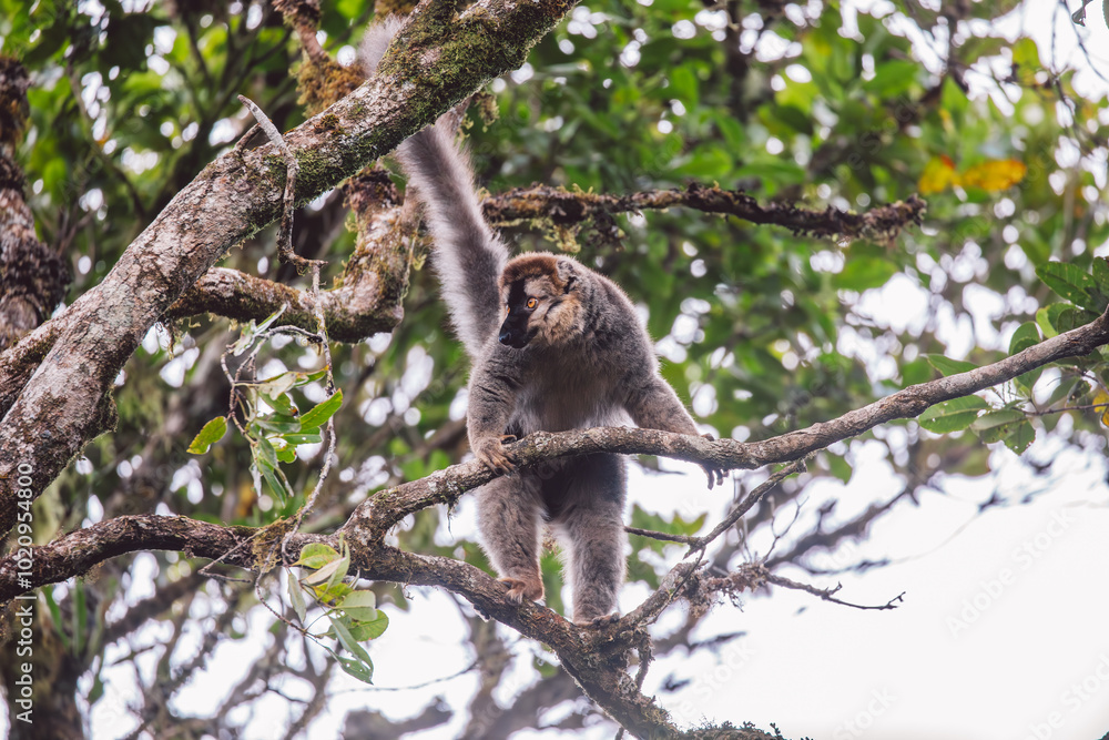Obraz premium Common brown lemur in a tree