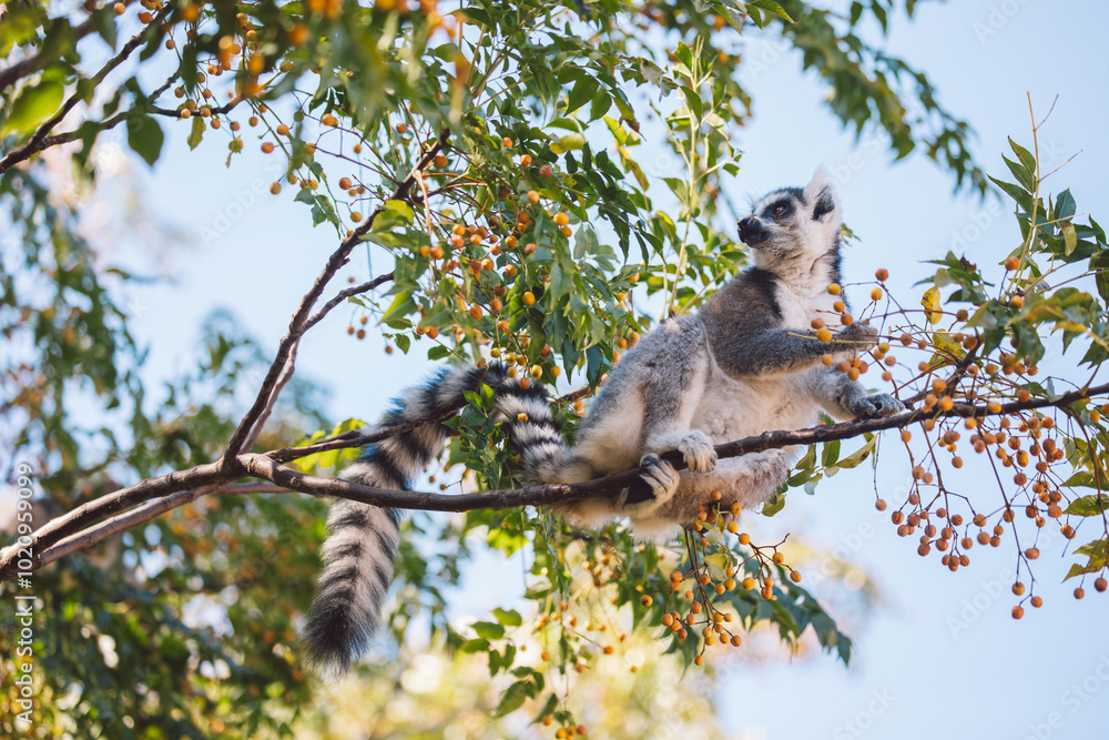 Obraz premium Madagascar - Ring-tailed lemurs (Lemur catta) 