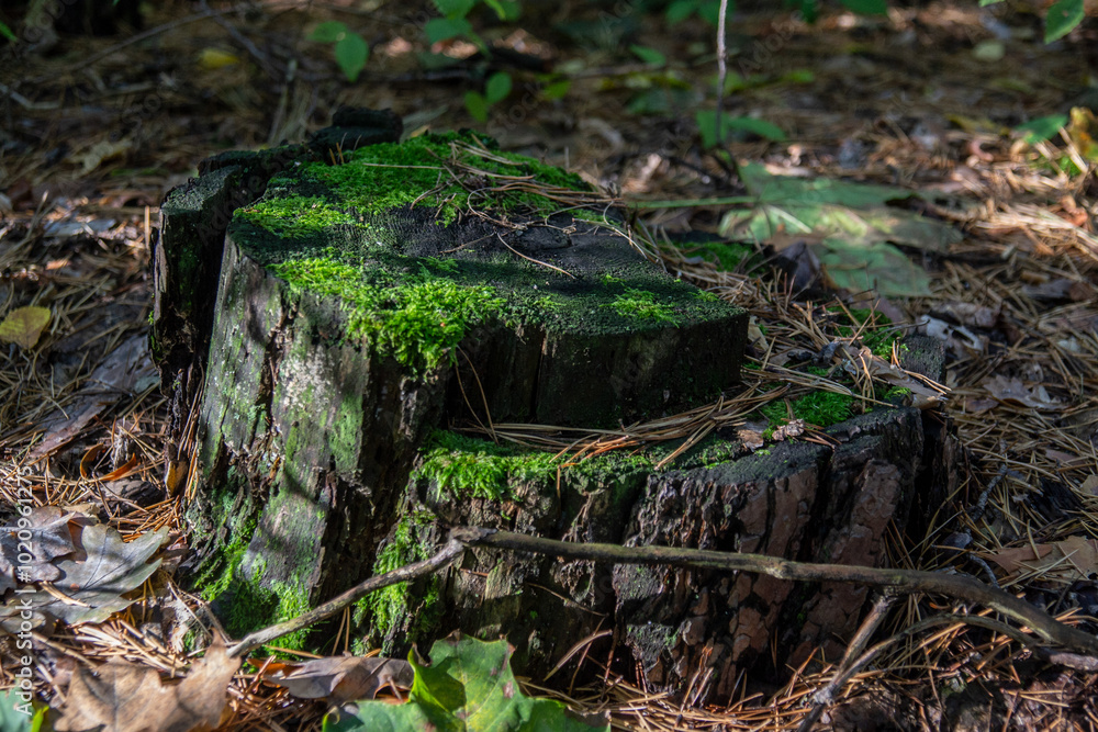 stump covered with moss in the autumn forest stump covered with moss in the autumn forest