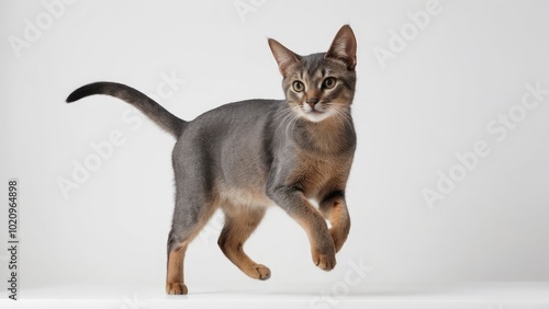 Blue abyssinian cat on grey background